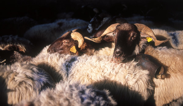 brebis-manech-a-tete-noire