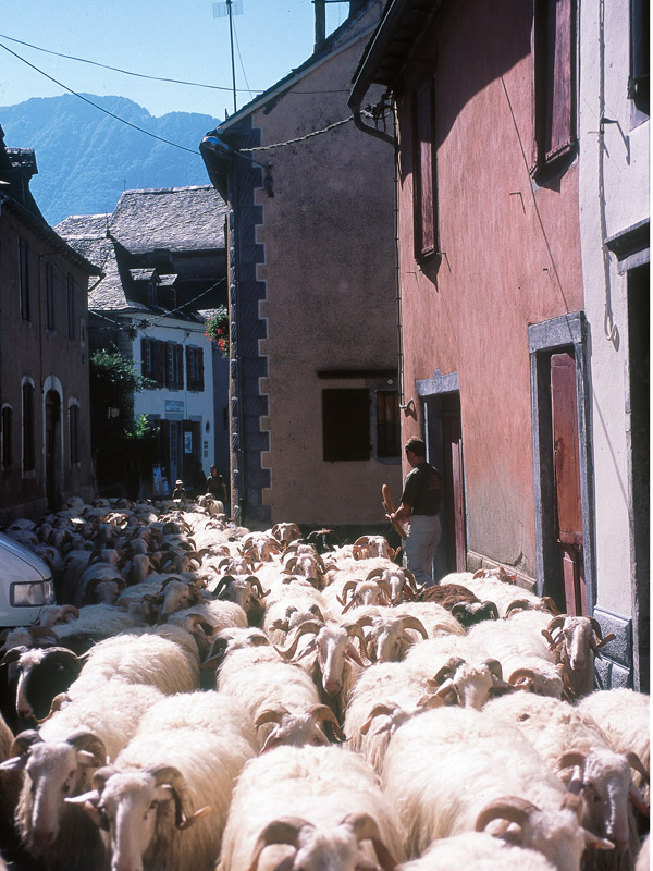 la-transhumance