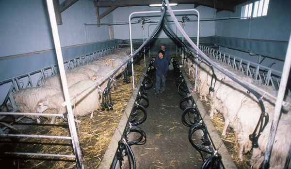 salle-de-traite